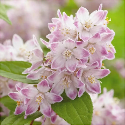 Deutzia Hybrid „Raspberry Sundae” – plantă ornamentală | Regatul Plantelor