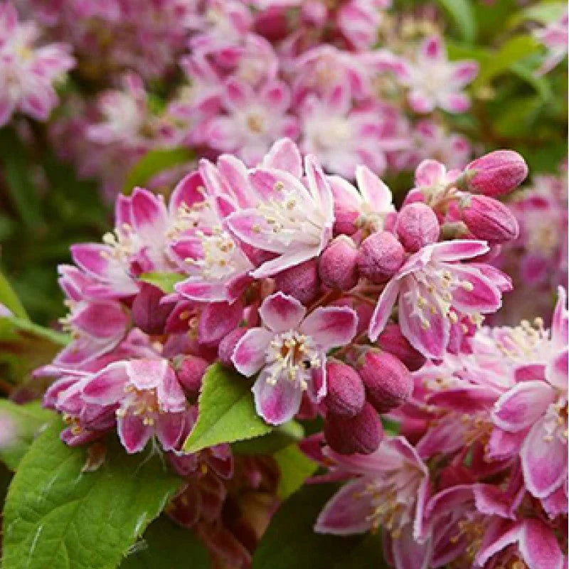 Deutzia Hybrid "Strawberry Field"