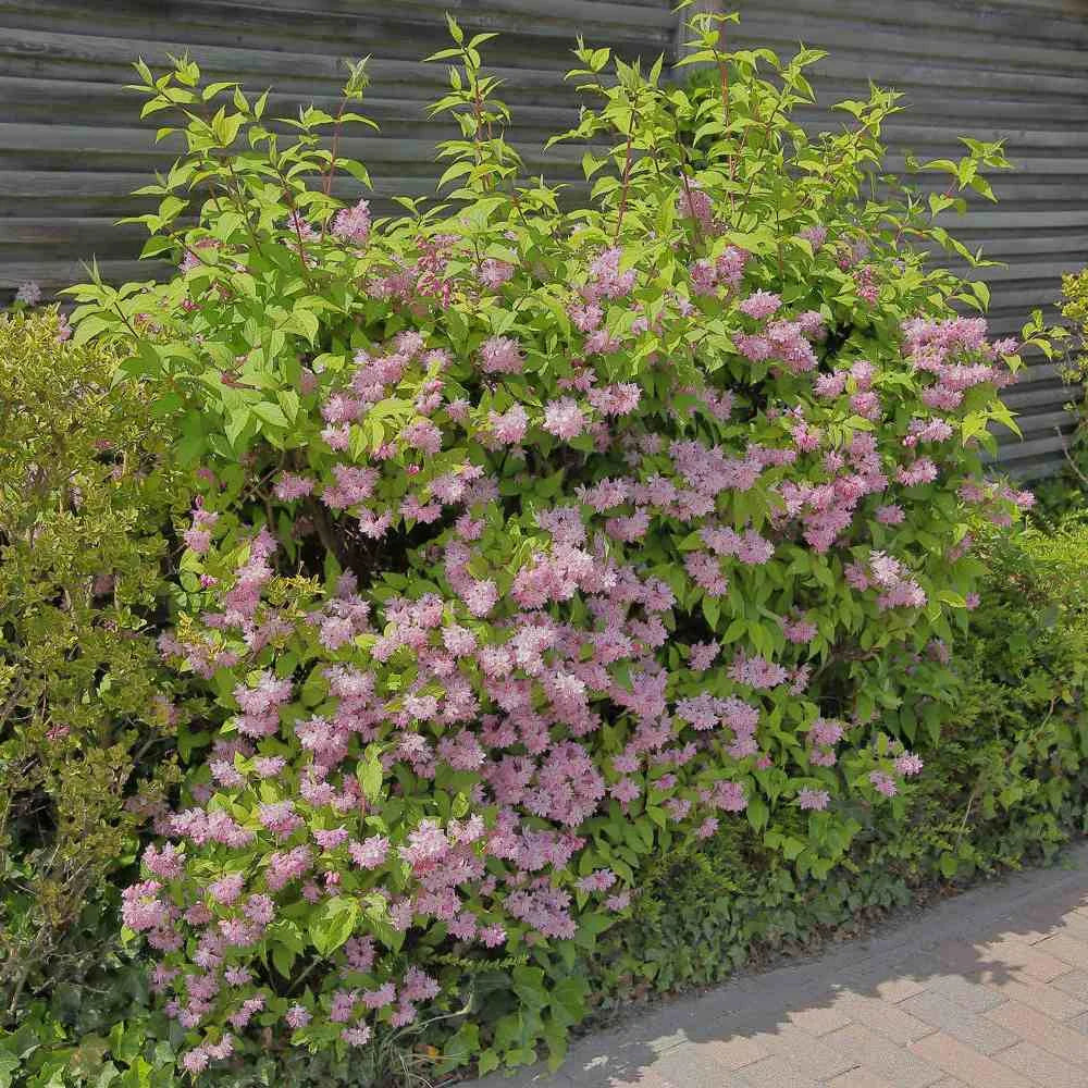 Deutzia Hybrid "Strawberry Field"