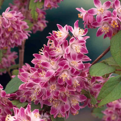 Deutzia Hybrid „Strawberry Field” – plantă ornamentală | Regatul Plantelor