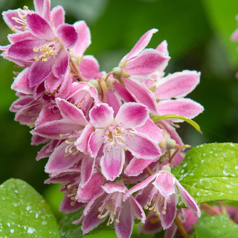 Deutzia Hybrid "Tourbillon Rouge"