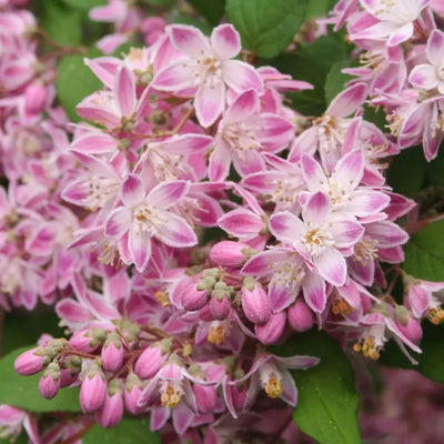 Deutzia Hybrid „Tourbillon Rouge” – plantă ornamentală | Regatul Plantelor