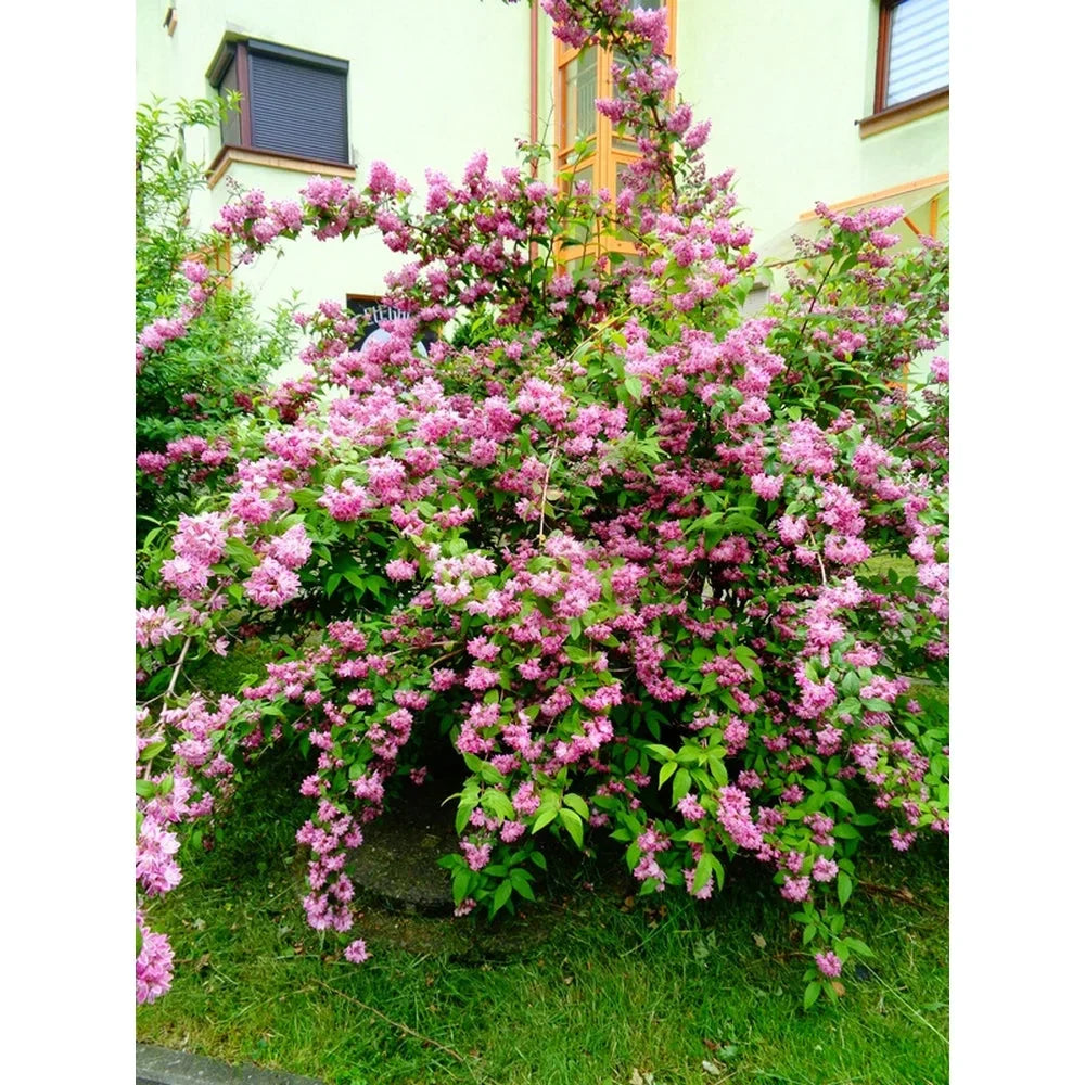Deutzia Hybrid "Tourbillon Rouge"