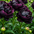 Bulbi de Bujor "Black Moon"