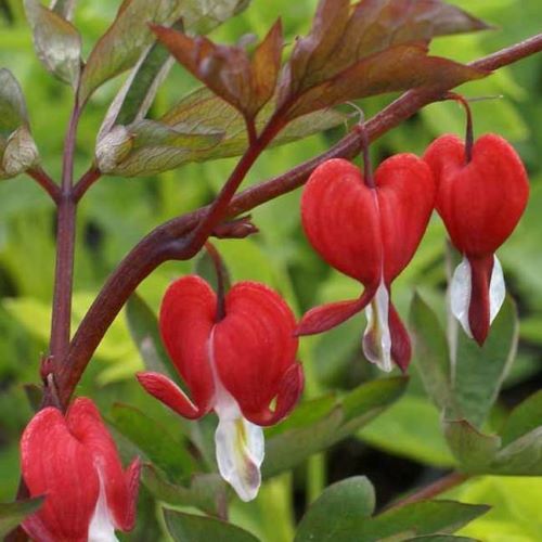 Bulbi de Dicentra "Cerceii Doamnei", Valentine, 1 Bucata
