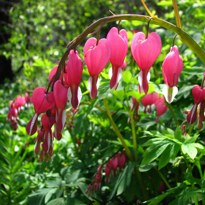 Bulbi de Dicentra "Cerceii Doamnei", Roz, 1 Bucata