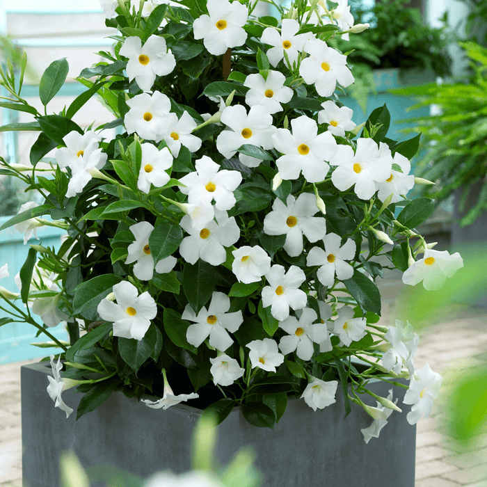 Dipladenia Alba in Ghiveci, 1 Bucata