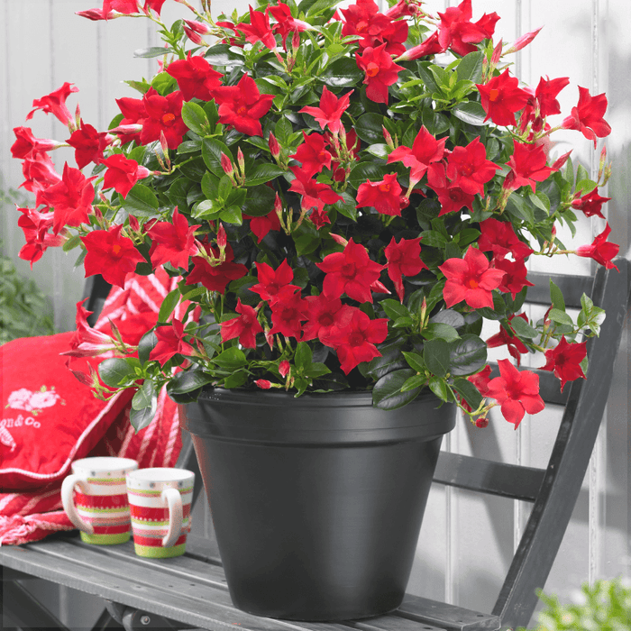 Dipladenia Rosie in Ghiveci, 1 Bucata