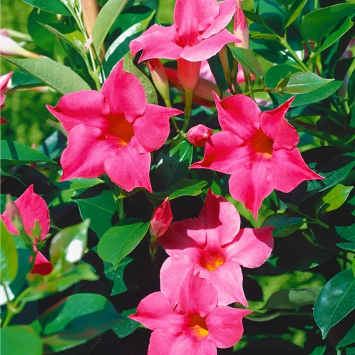 Dipladenia Roz in Ghiveci, 1 Bucata