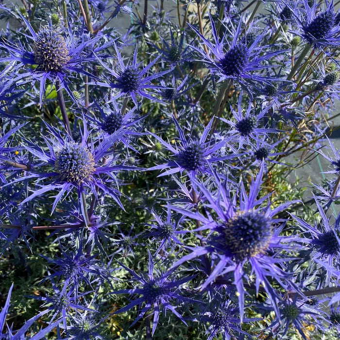 Scai Vanat "Eryngium Blauer Zwerg"