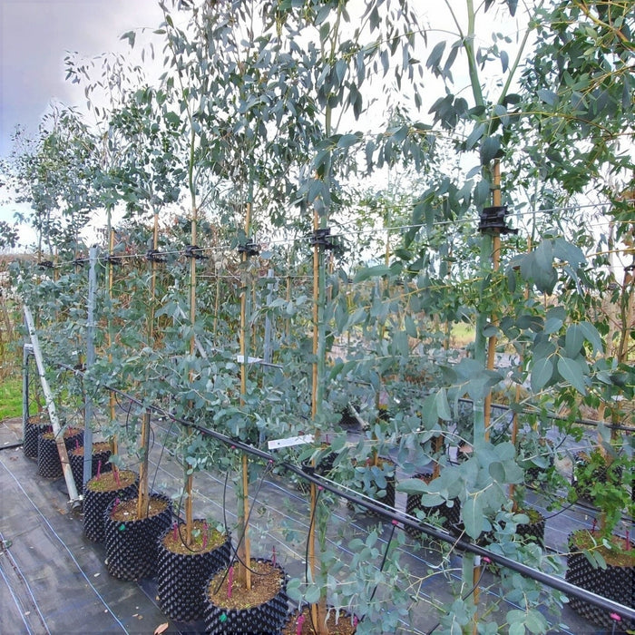Eucalipt de Iarna, ''Eucalyptus Gunii'', la Ghiveci de 3L, 1 Bucata