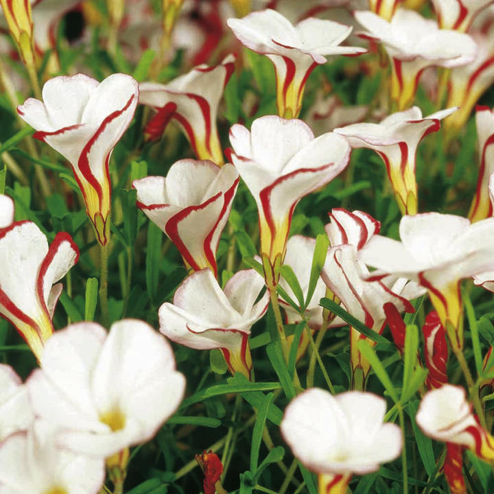 Bulbi de Oxalis "Versicolor", Trifoi Ornamental, 10 Bucăți