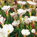 Bulbi de Oxalis "Versicolor", Trifoi Ornamental, 10 Bucăți