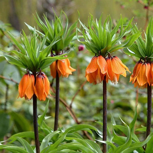 Bulbi de Fritillaria "Prolifera Imperialis"