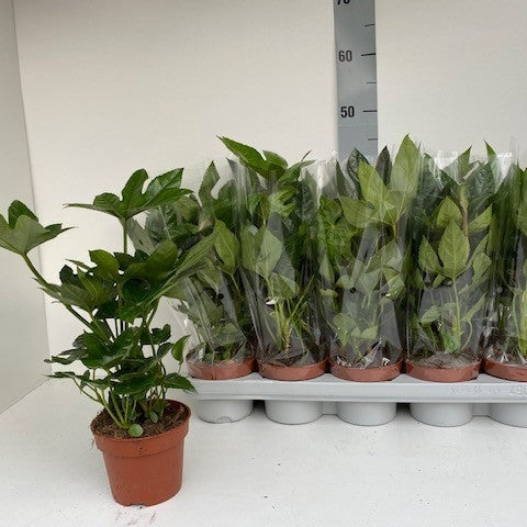 Fatsia Japonica, la Ghiveci de 3L, 1 Bucata