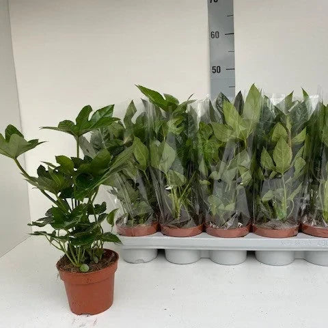 Fatsia Japonica