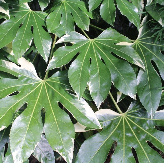 Fatsia Japonica, la Ghiveci de 3L, 1 Bucata