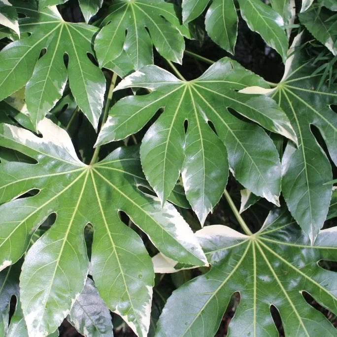 Fatsia Japonica