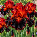 Bulbi Iris Germanica - Phoenix Nocturn