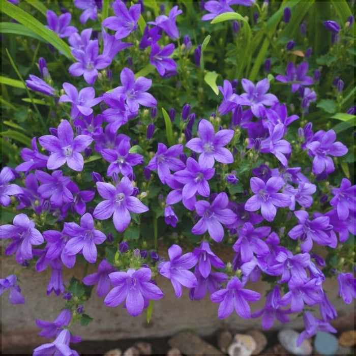 Floarea Clopotel "Campanula", Mov, la Ghiveci