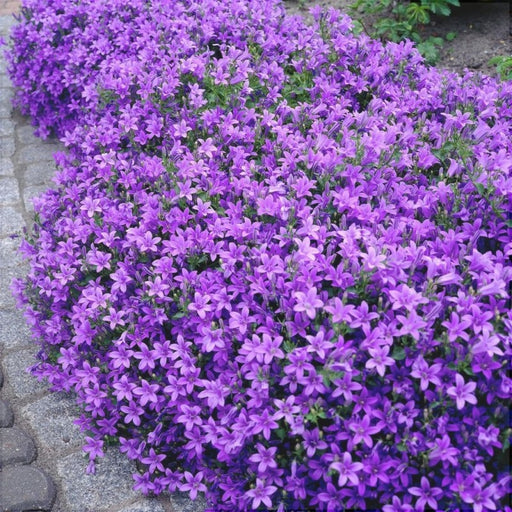 Floarea Clopotel "Campanula", Mov, la Ghiveci
