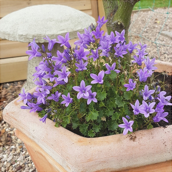 Floarea Clopotel "Campanula", Mov, la Ghiveci