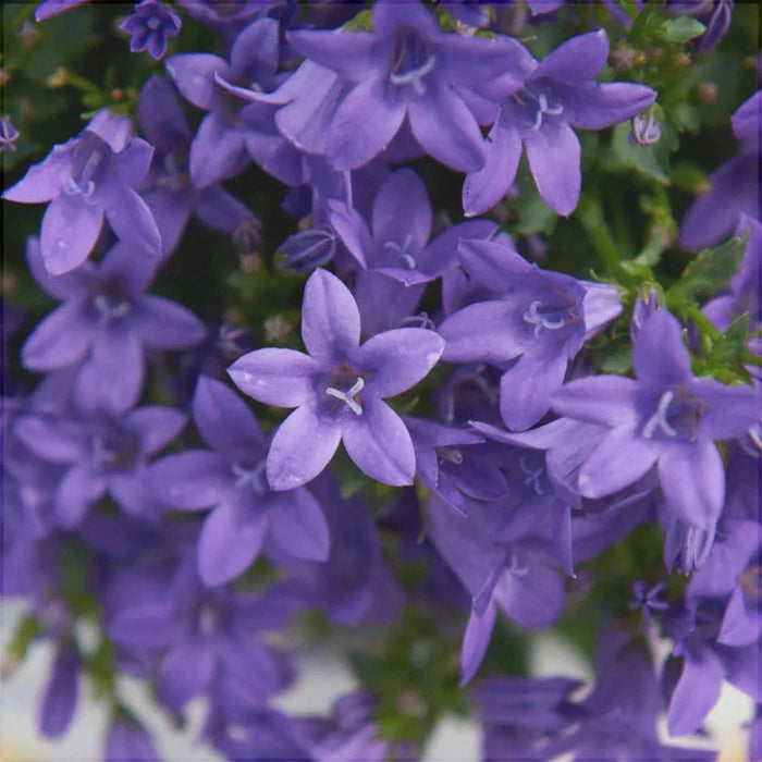 Floarea Clopotel "Campanula", Mov, la Ghiveci