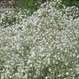 Floarea Miresei "Gypsophila", Alba 2 bucăți