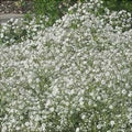 Floarea Miresei "Gypsophila", Alba 2 bucăți