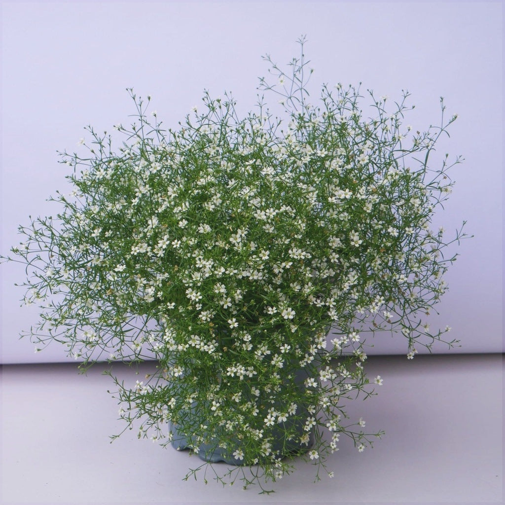 Floarea Miresei "Gypsophila", Alba 2 bucăți