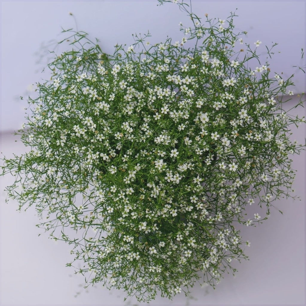 Floarea Miresei "Gypsophila", Alba 2 bucăți