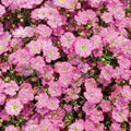 Floarea Miresei "Gypsophila", Roz 2 bucăți