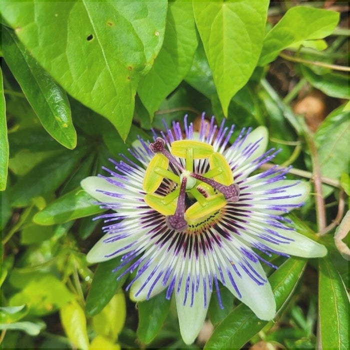 Floarea Pasiunii "Caerulea"
