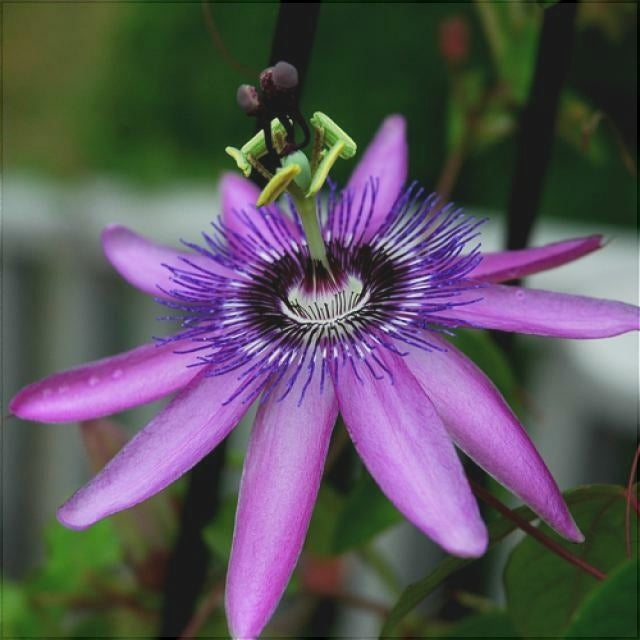 Floarea Pasiunii "Passiflora", Mov
