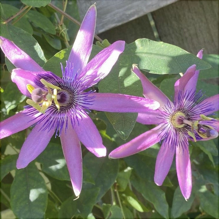 Floarea Pasiunii "Passiflora", Mov