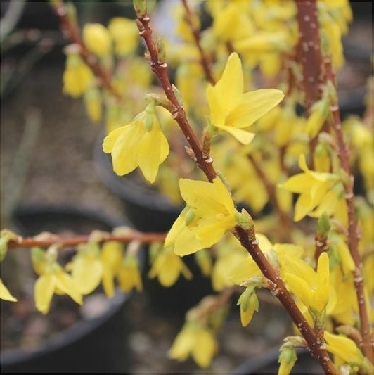 Forsythia "Fiesta", 1 Bucata