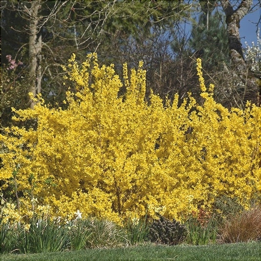 Forsythia "Fiesta", 1 Bucata