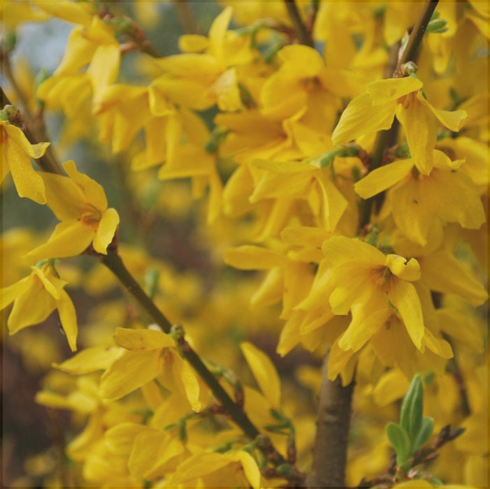 Forsythia "Lynwood Variety", 1 Bucata