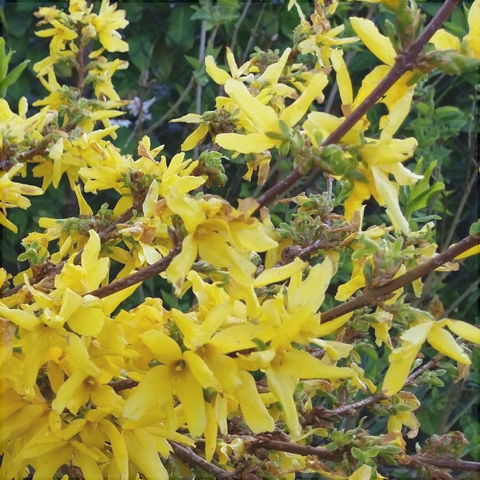 Forsythia "Lynwood Variety", 1 Bucata
