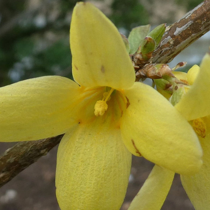 Forsythia Suspensa "Nymans",1 Bucata