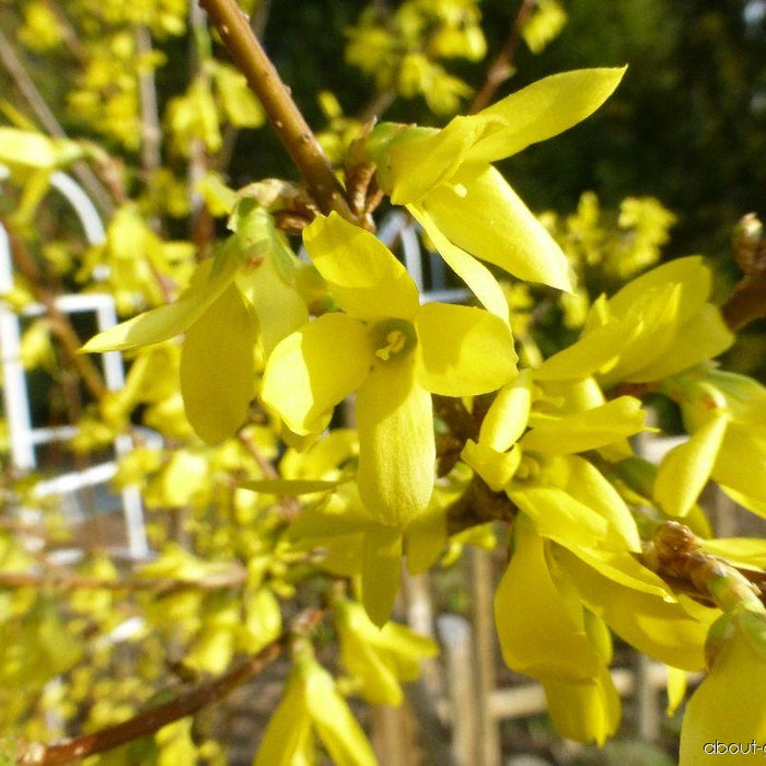 Forsythia Suspensa "Nymans",1 Bucata