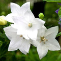 Floarea Balon ”Platycodon Fuji White”,  2 bucăți