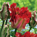 Bulbi de Lalele Garden Fire 5 buc