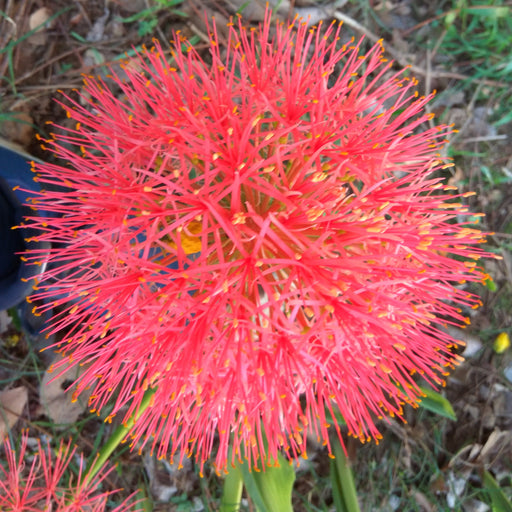 Bulbi de Allium "Red Giant", 2 Bucati