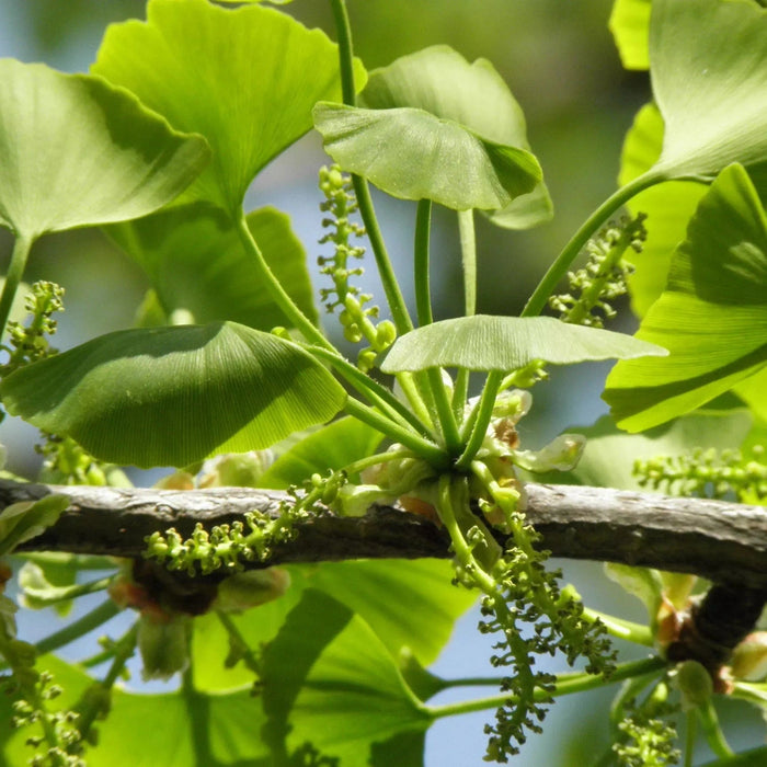 Ginkgo Biloba,1 Bucata