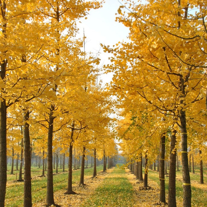 Ginkgo Biloba,1 Bucata