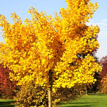 Ginkgo Biloba,1 Bucata