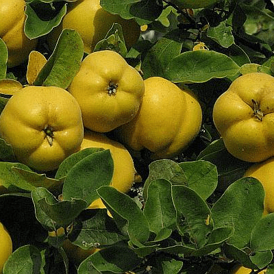 Gutui Aromate