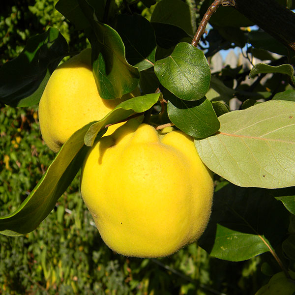 Gutui Aromate