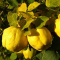 Gutui Aromate